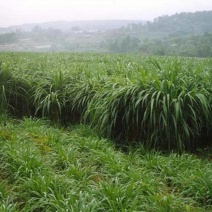 黑麦草种子牧草种子量大批发（可线上交易）