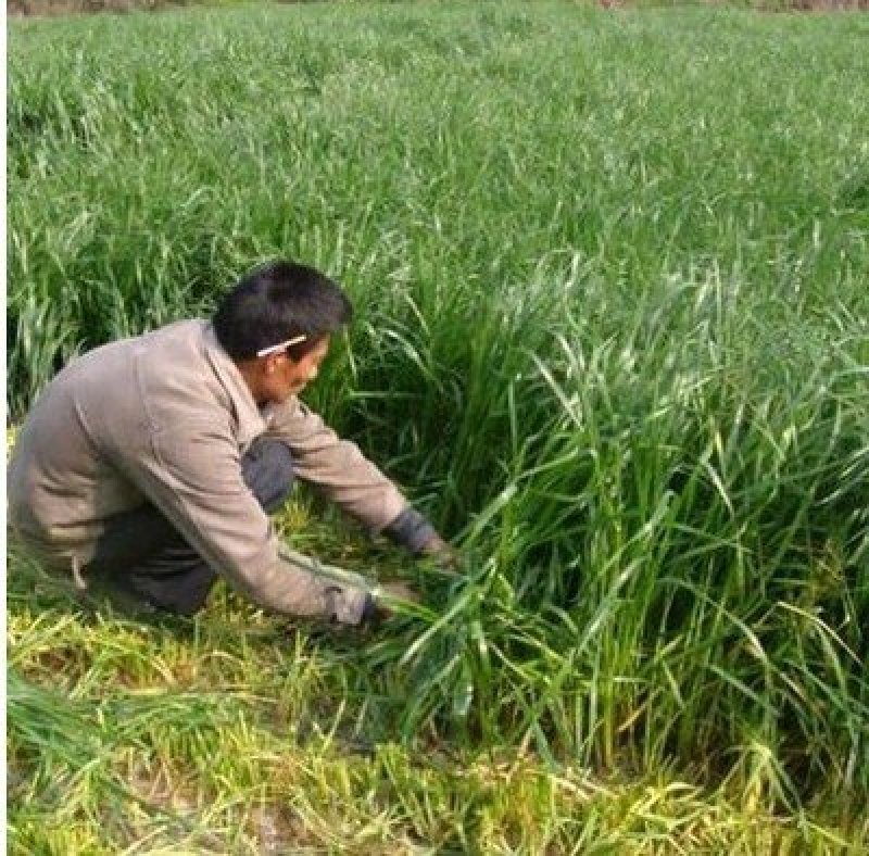 黑麦草种子草坪/牧草籽种子公司批发零售包发芽