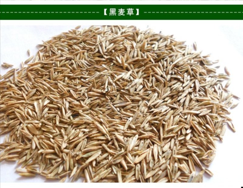 黑麦草种子草坪/牧草籽种子公司批发零售包发芽