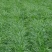 黑麦草种子草坪/牧草籽种子公司批发零售包发芽