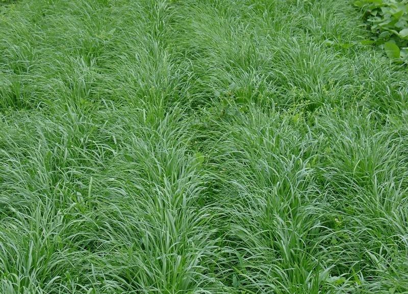 黑麦草种子草坪/牧草籽种子公司批发零售包发芽