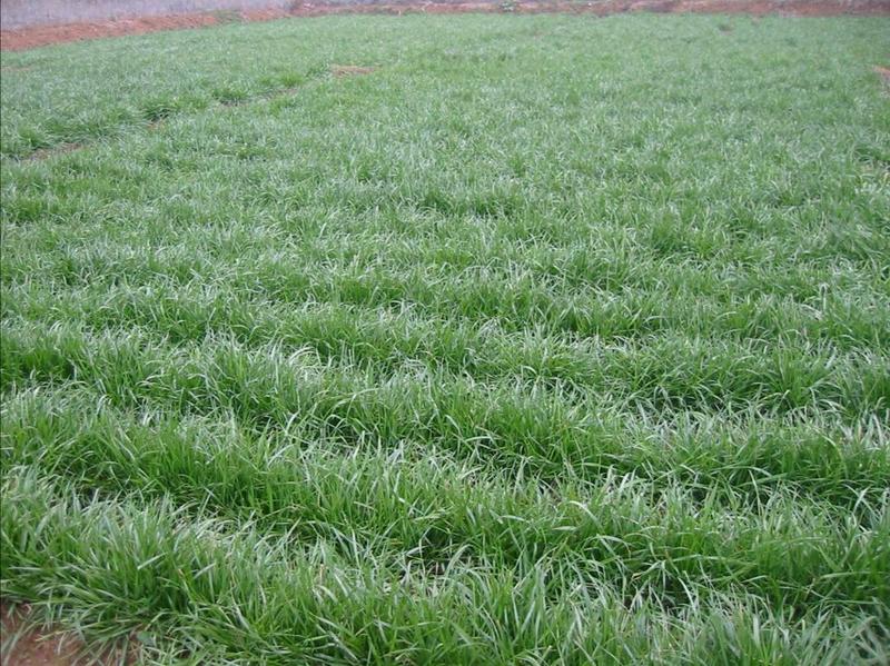 黑麦草种子草坪/牧草籽种子公司批发零售包发芽