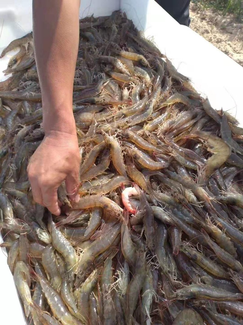 大量供应海水南美白对虾