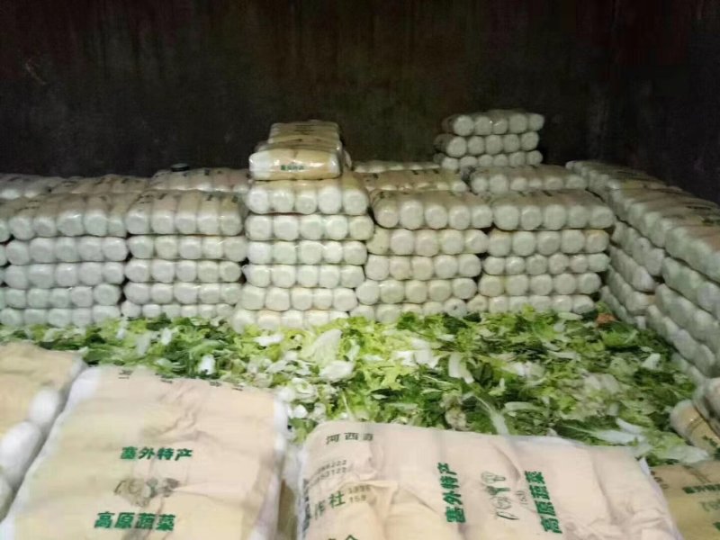 河北定州黄心白菜大量上市