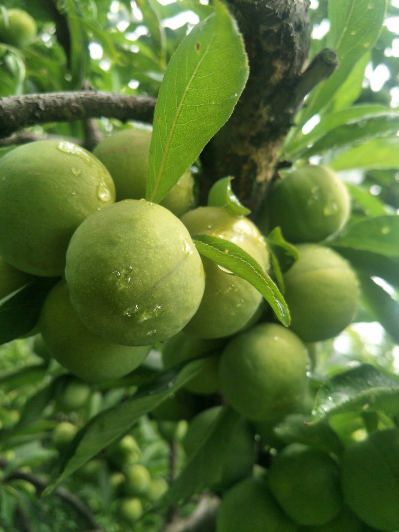 青脆李，羌脆李。汶川，茂县。