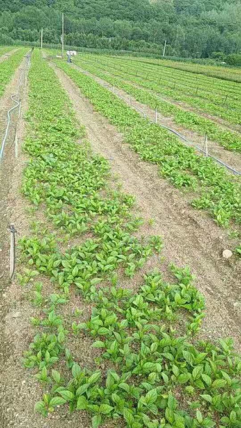 五味子苗。吉林基地直发。价格优惠。成活率高。量大。服务好