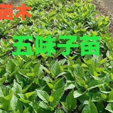 五味子苗。吉林基地直发。价格优惠。成活率高。量大。服务好