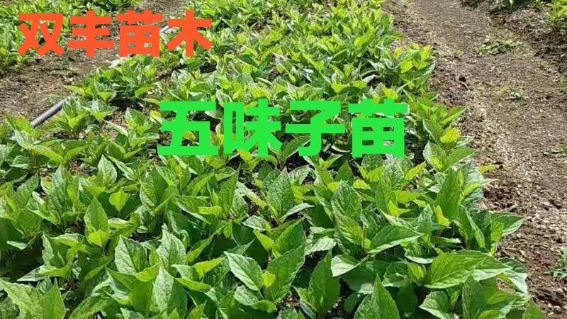 五味子苗。吉林基地直发。价格优惠。成活率高。量大。服务好