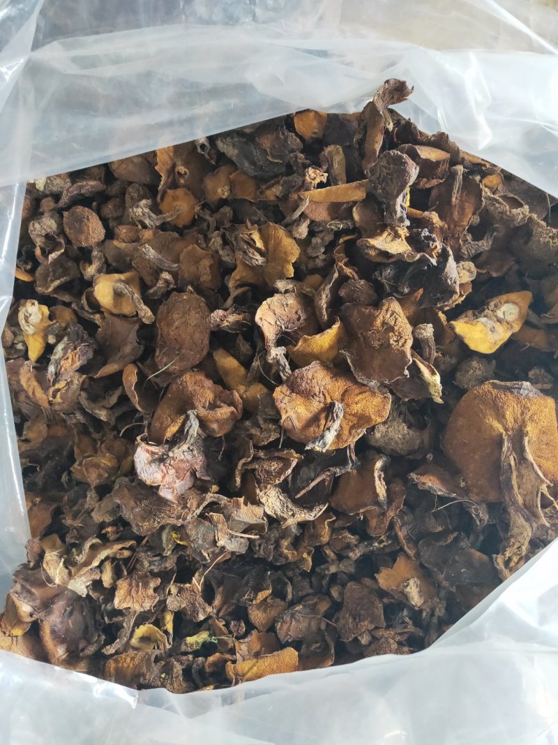 松蘑一级