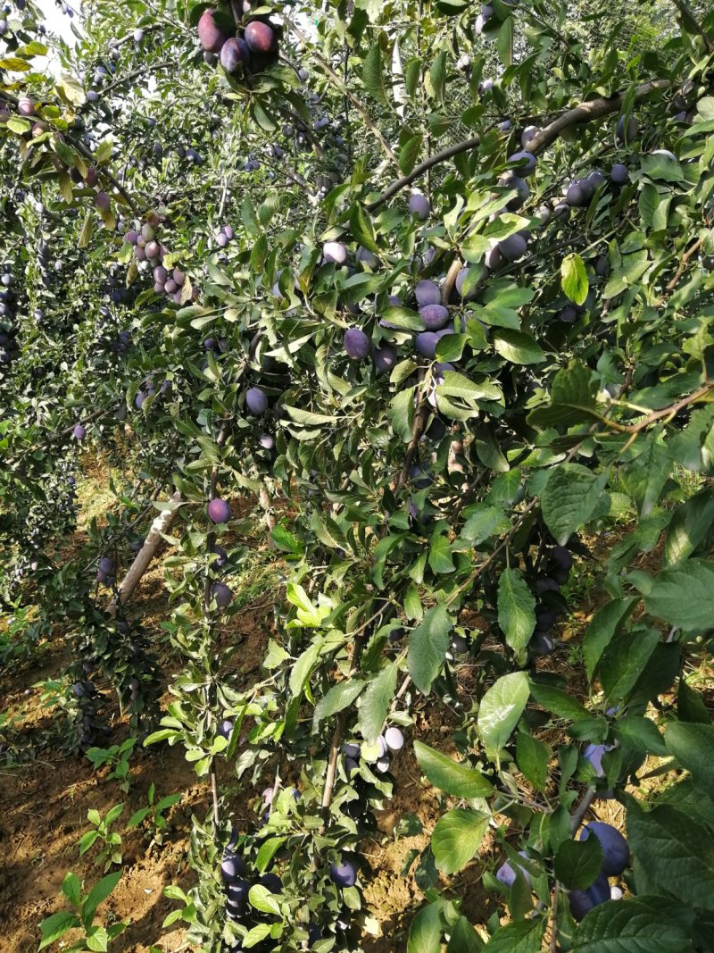西梅女神，陕西精品西梅，色泽好，果肉饱满