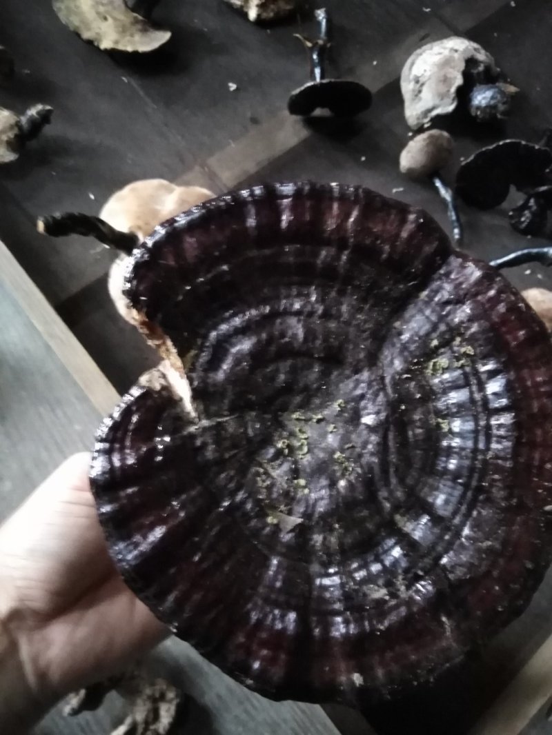 纯野生灵芝，货真不贵，一手货源