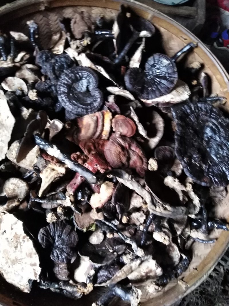 纯野生灵芝，货真不贵，一手货源