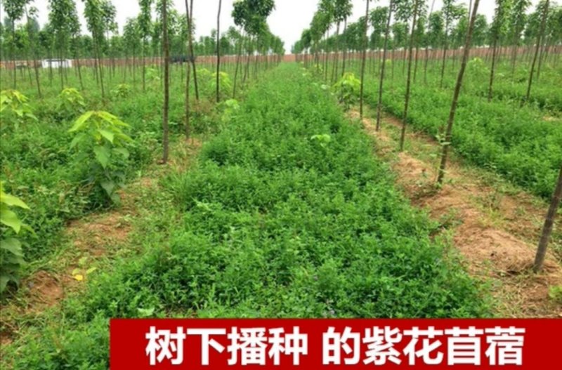 紫花苜蓿种子专业牧草籽产量高试用范围广包邮
