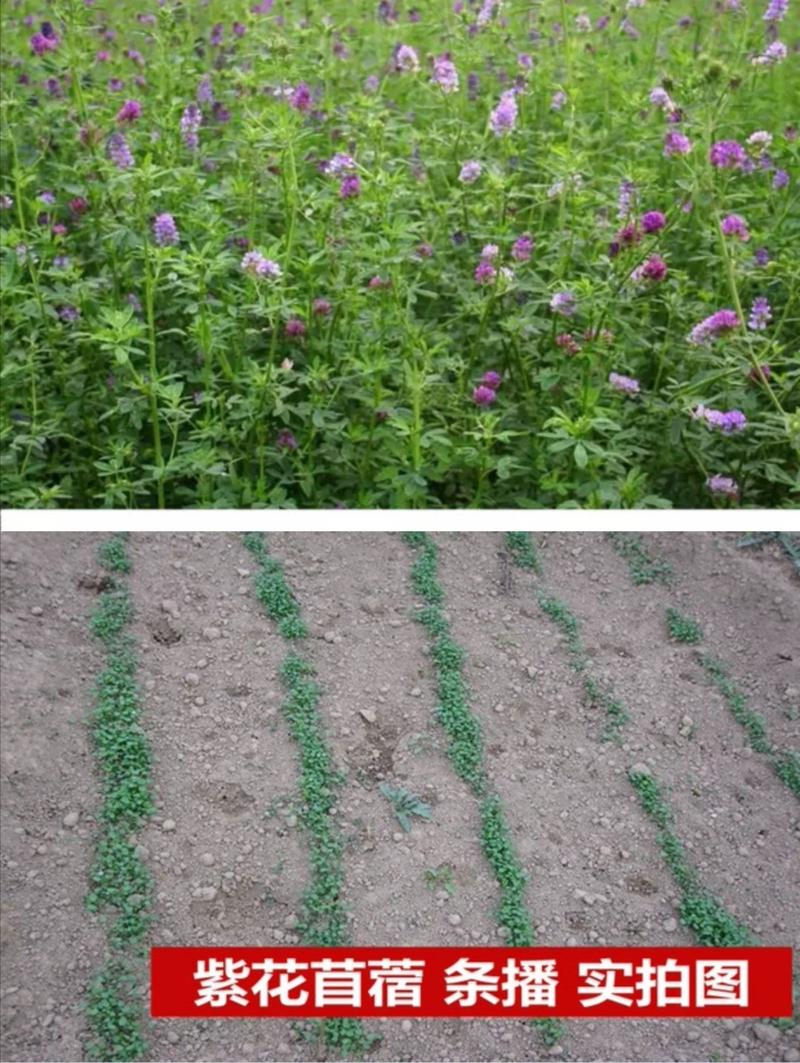 紫花苜蓿种子专业牧草籽产量高试用范围广包邮