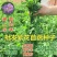 紫花苜蓿种子专业牧草籽产量高试用范围广包邮