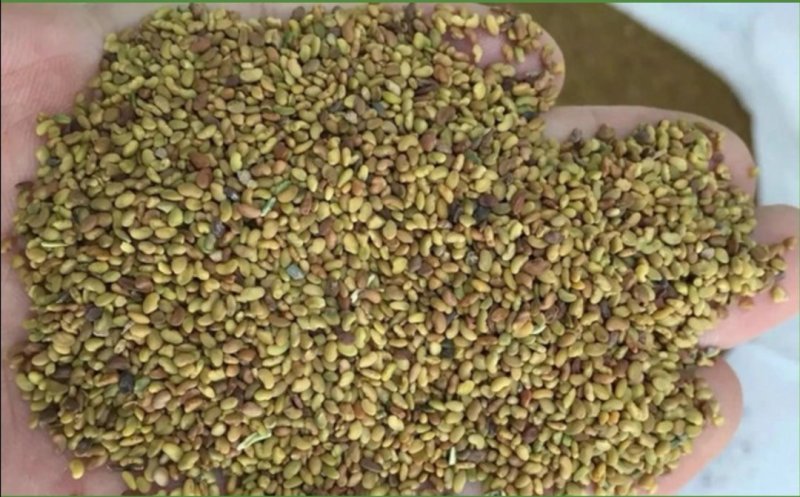 紫花苜蓿种子专业牧草籽产量高试用范围广包邮