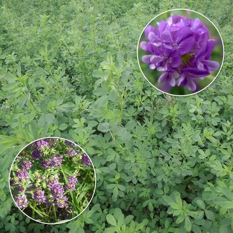 紫花苜蓿种子专业牧草籽产量高试用范围广包邮