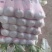 河北定州黄心白菜大量上市