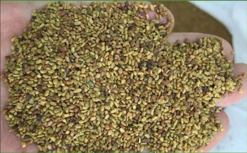 紫花苜蓿种子草苜蓿籽优质牧草种子公司批发零售