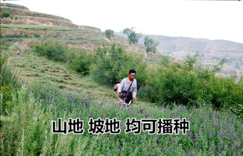 紫花苜蓿种子草苜蓿籽优质牧草种子公司批发零售