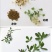 紫花苜蓿种子草苜蓿籽优质牧草种子公司批发零售
