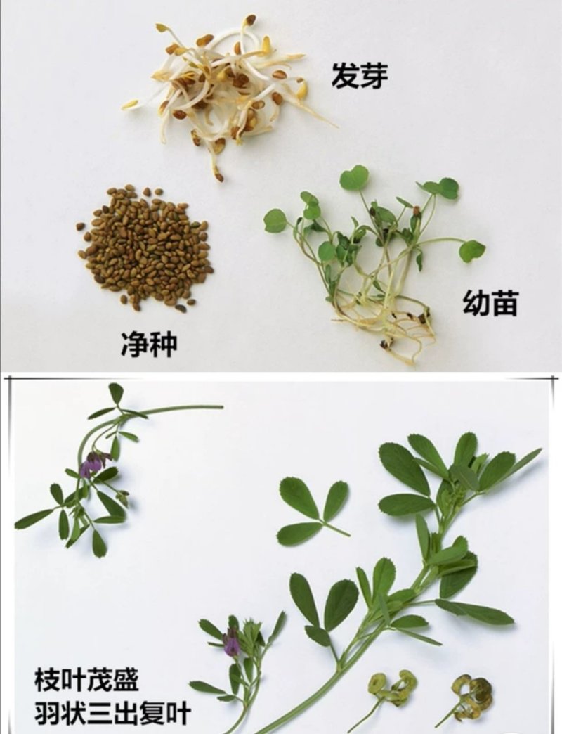 紫花苜蓿种子草苜蓿籽优质牧草种子公司批发零售