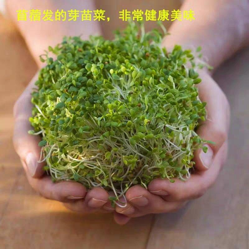 紫花苜蓿种子草苜蓿籽优质牧草种子公司批发零售