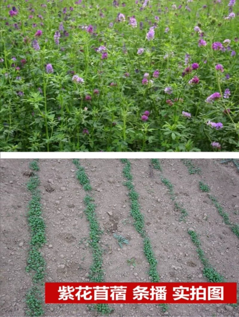 紫花苜蓿种子草苜蓿籽优质牧草种子公司批发零售
