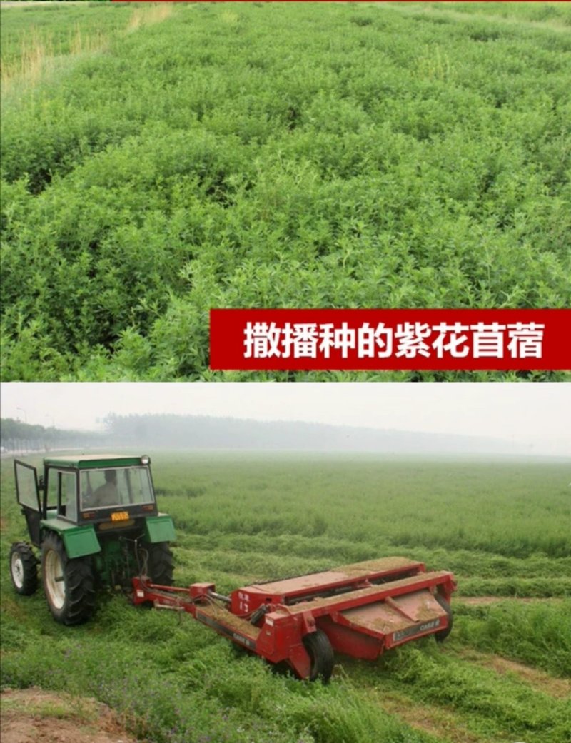 紫花苜蓿种子草苜蓿籽优质牧草种子公司批发零售