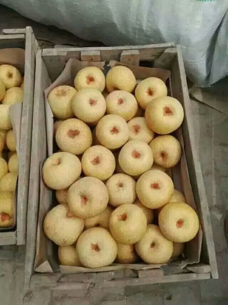 砀山酥梨，现摘现卖，产地直供，质量保证，全国发货