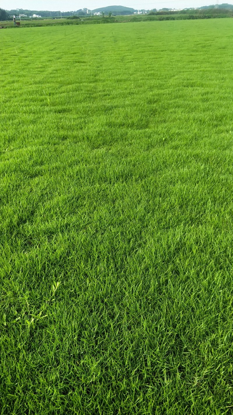 马尼拉草皮
