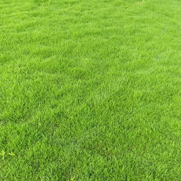 马尼拉草皮