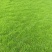 马尼拉草皮