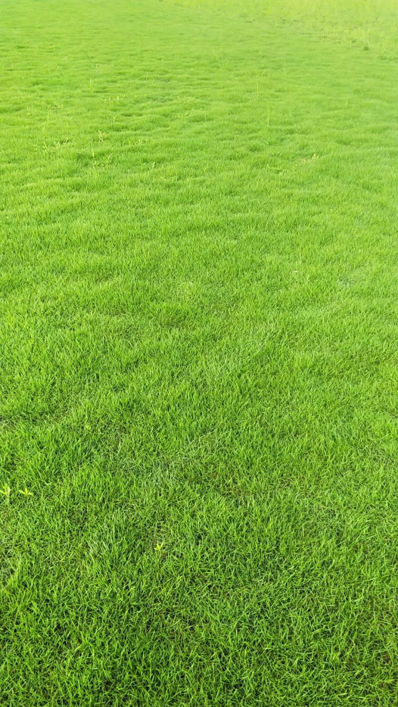 马尼拉草皮