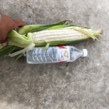 糯玉米