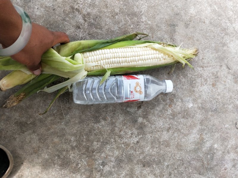 糯玉米