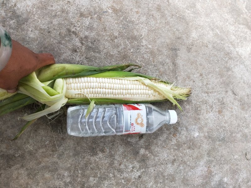 糯玉米