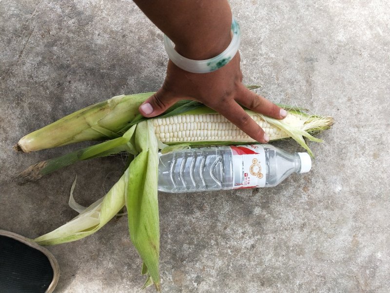 糯玉米