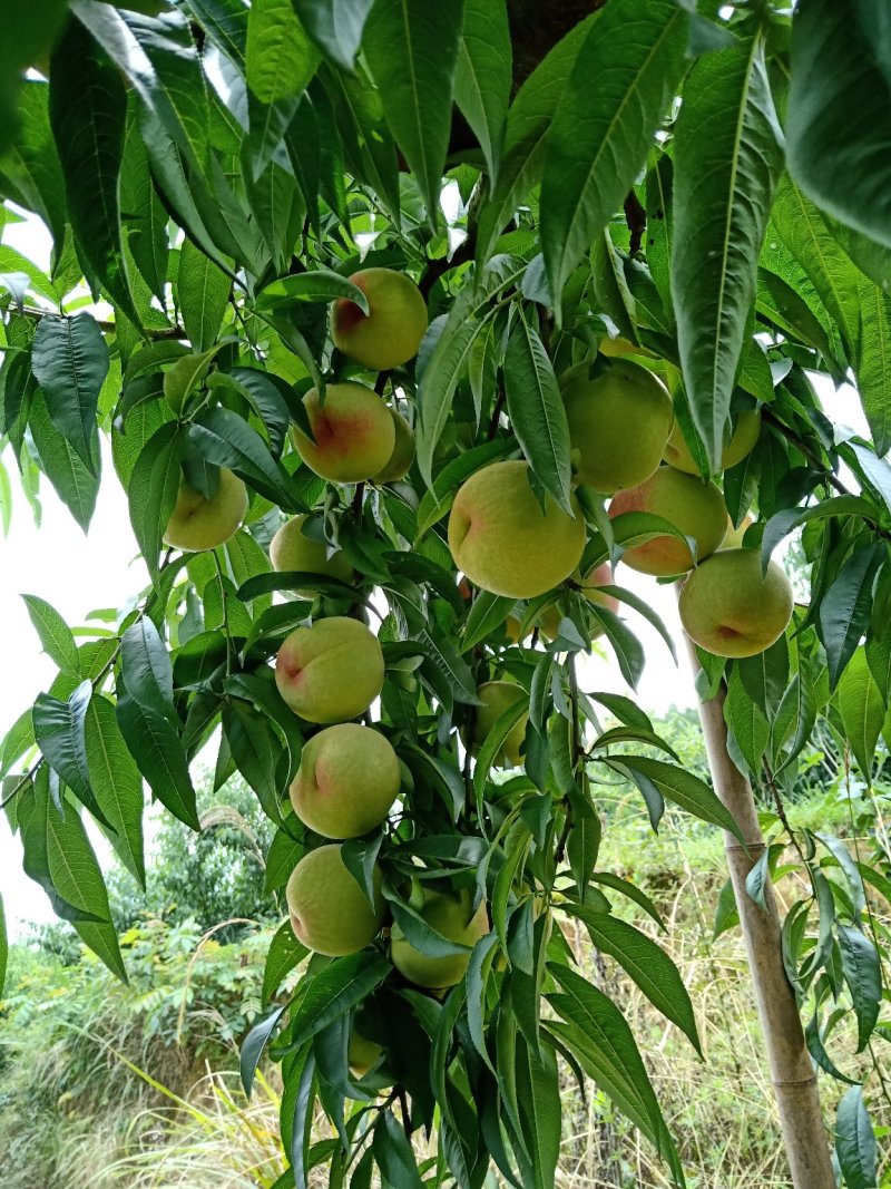苹果桃