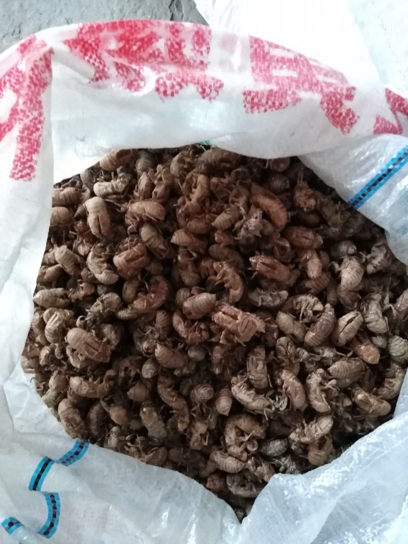 蝉蜕蝉衣知了壳个头大含量高泥土少色泽好
