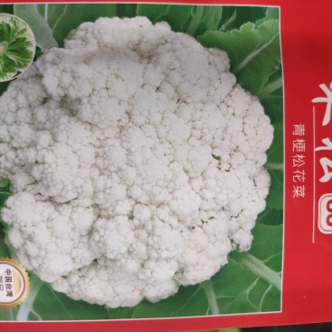 禾松80一代交配中晚熟80天采收植株旺盛易栽培花球松大