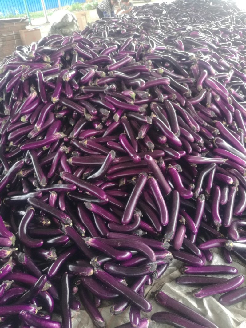 红金刚长茄，质量好，面积大，可视频看货，全国发货