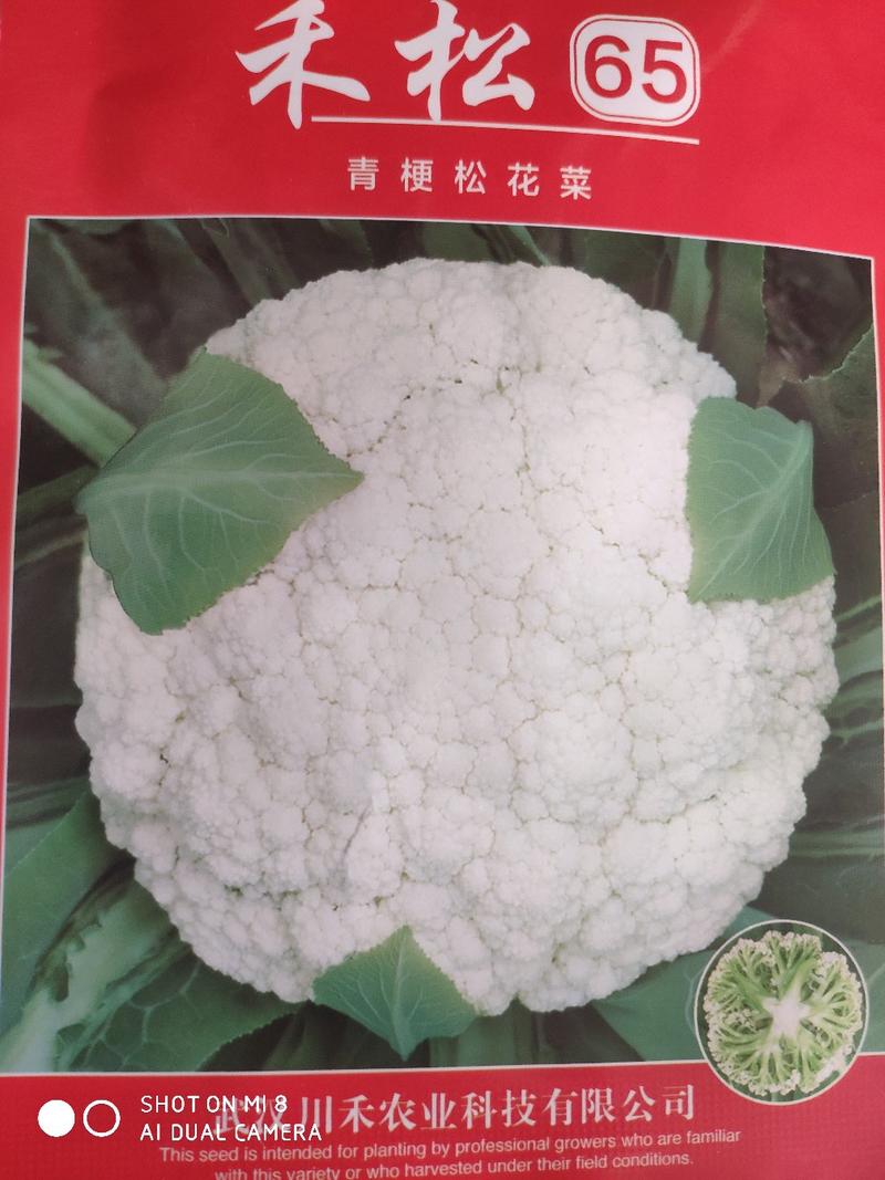 台湾引进松花种子65天球洁白半球型高产2kg