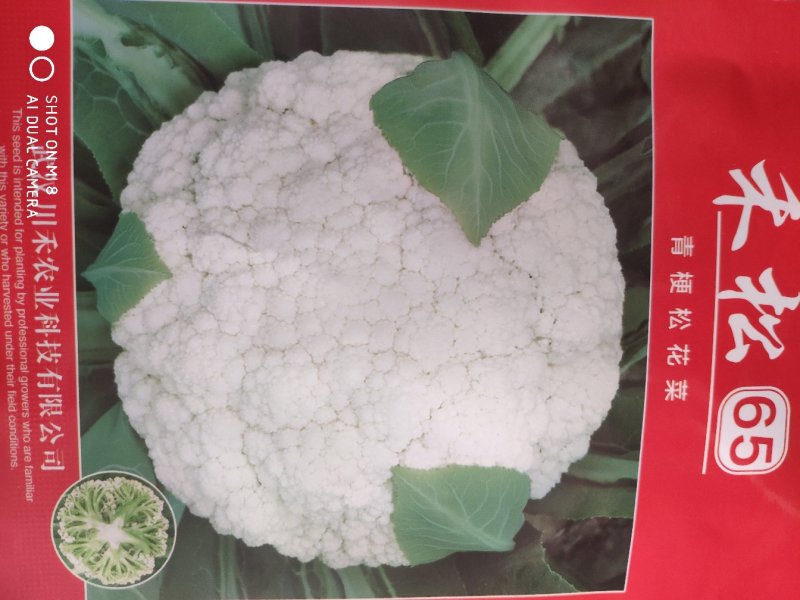 台湾引进松花种子65天球洁白半球型高产2kg