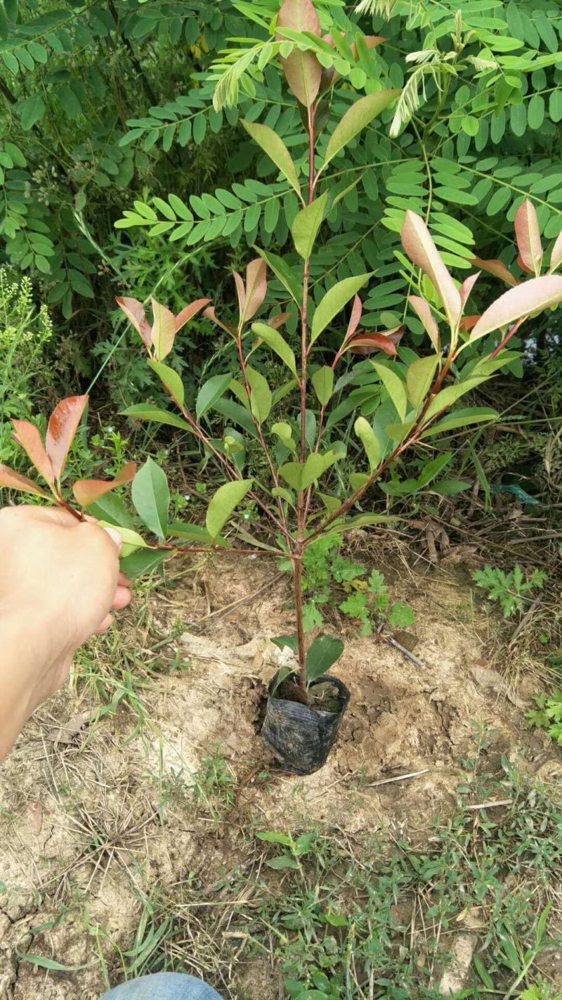 绿化色块苗小杯红叶石楠绿篱苗红叶石楠小杯苗