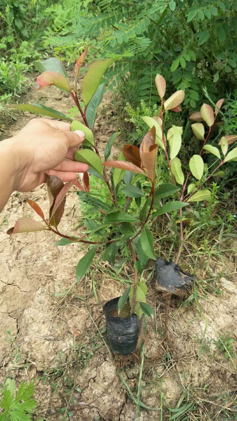 绿化色块苗小杯红叶石楠绿篱苗红叶石楠小杯苗