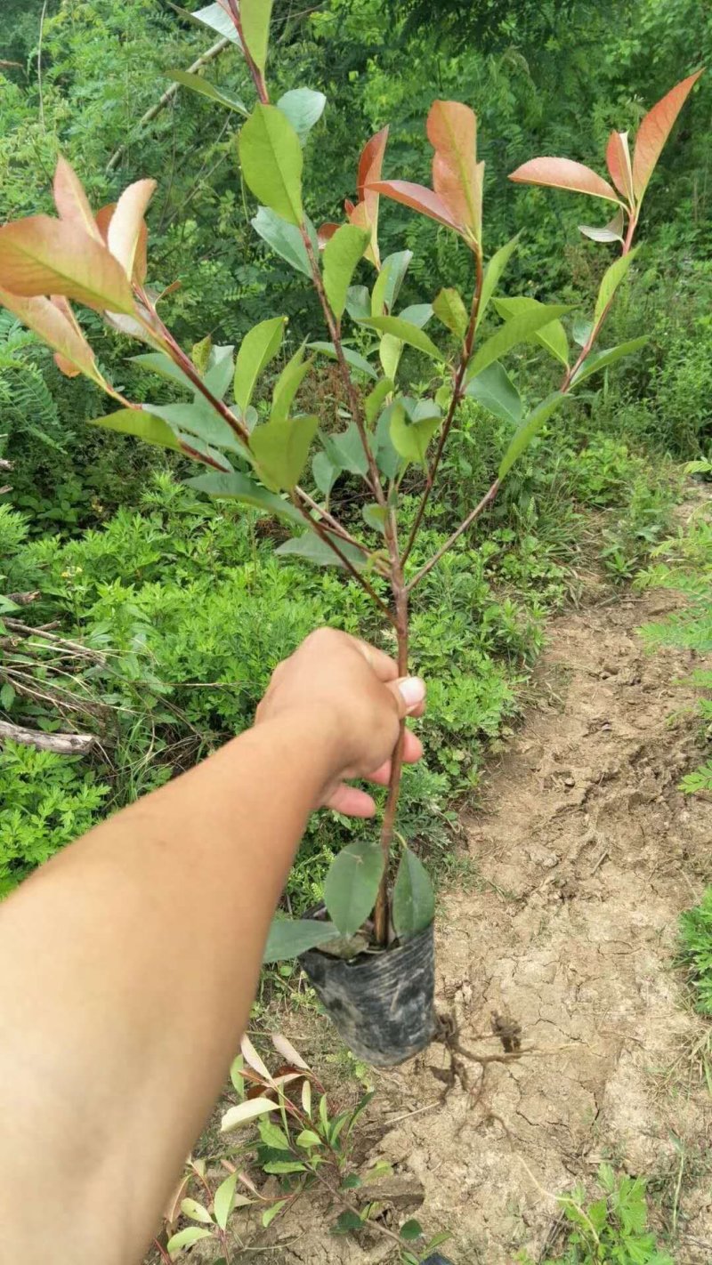 绿化色块苗小杯红叶石楠绿篱苗红叶石楠小杯苗