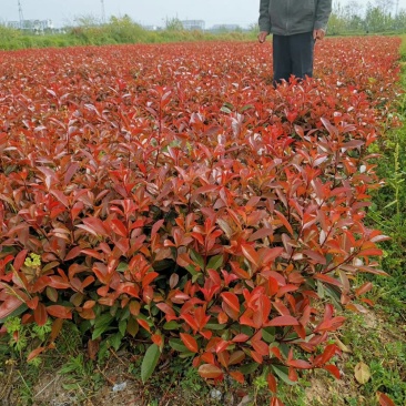 绿化色块苗小杯红叶石楠绿篱苗红叶石楠小杯苗