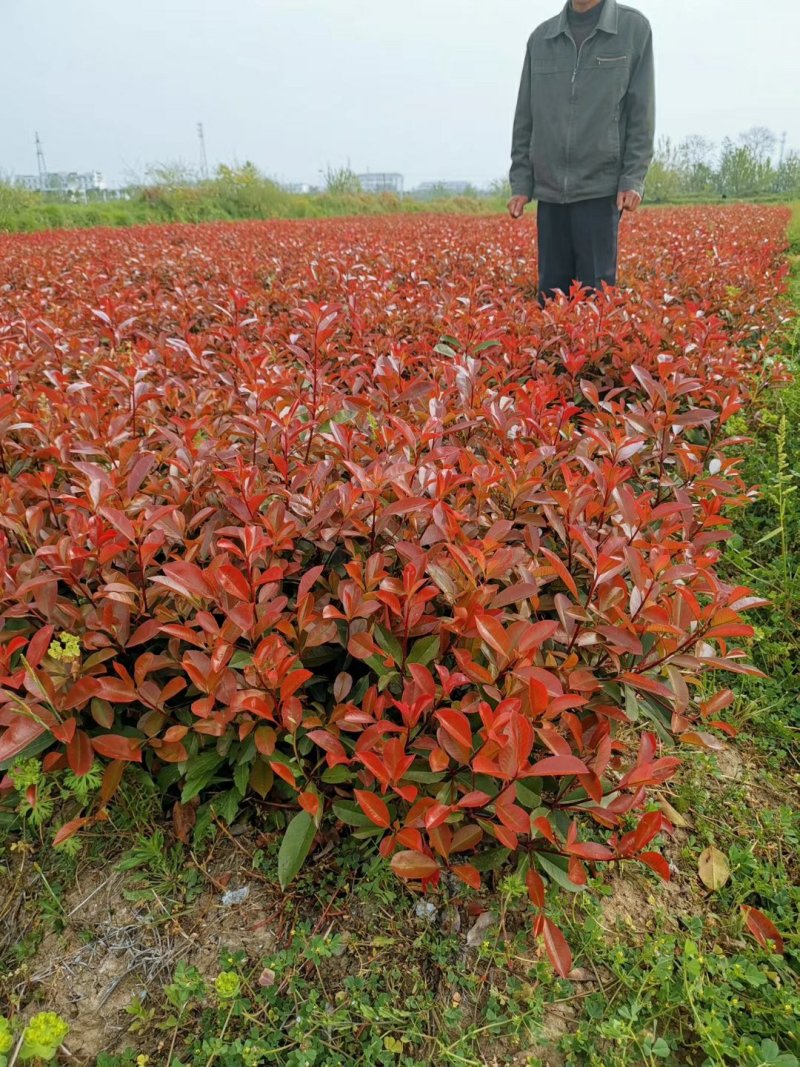 绿化色块苗小杯红叶石楠绿篱苗红叶石楠小杯苗