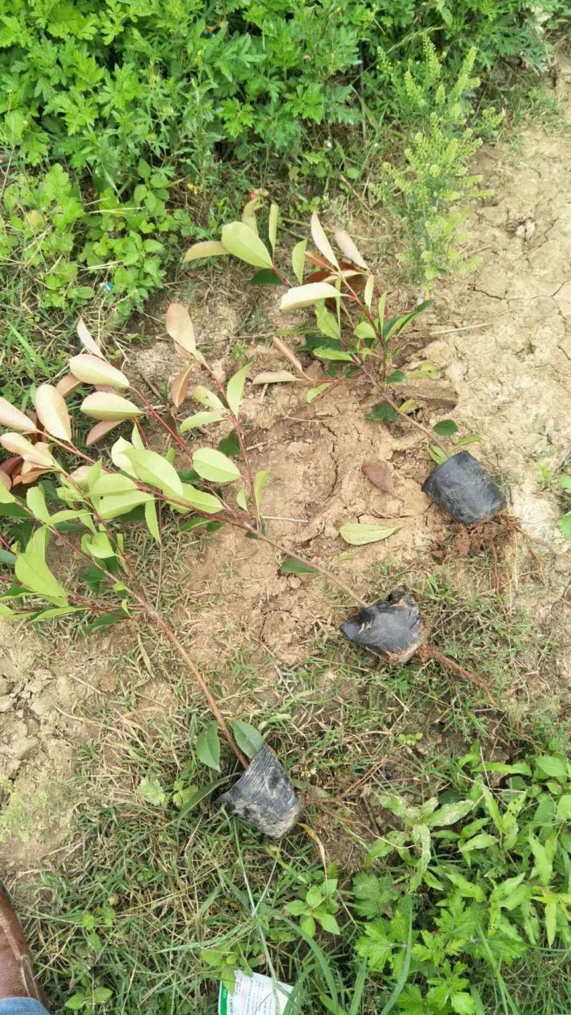 绿化色块苗小杯红叶石楠绿篱苗红叶石楠小杯苗
